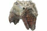 Fossil Woolly Rhino (Coelodonta) Tooth - Siberia #225183-3